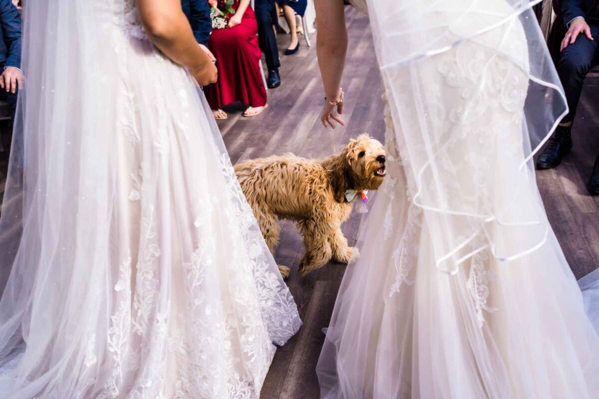 Dog-Friendly-Wedding-Venue