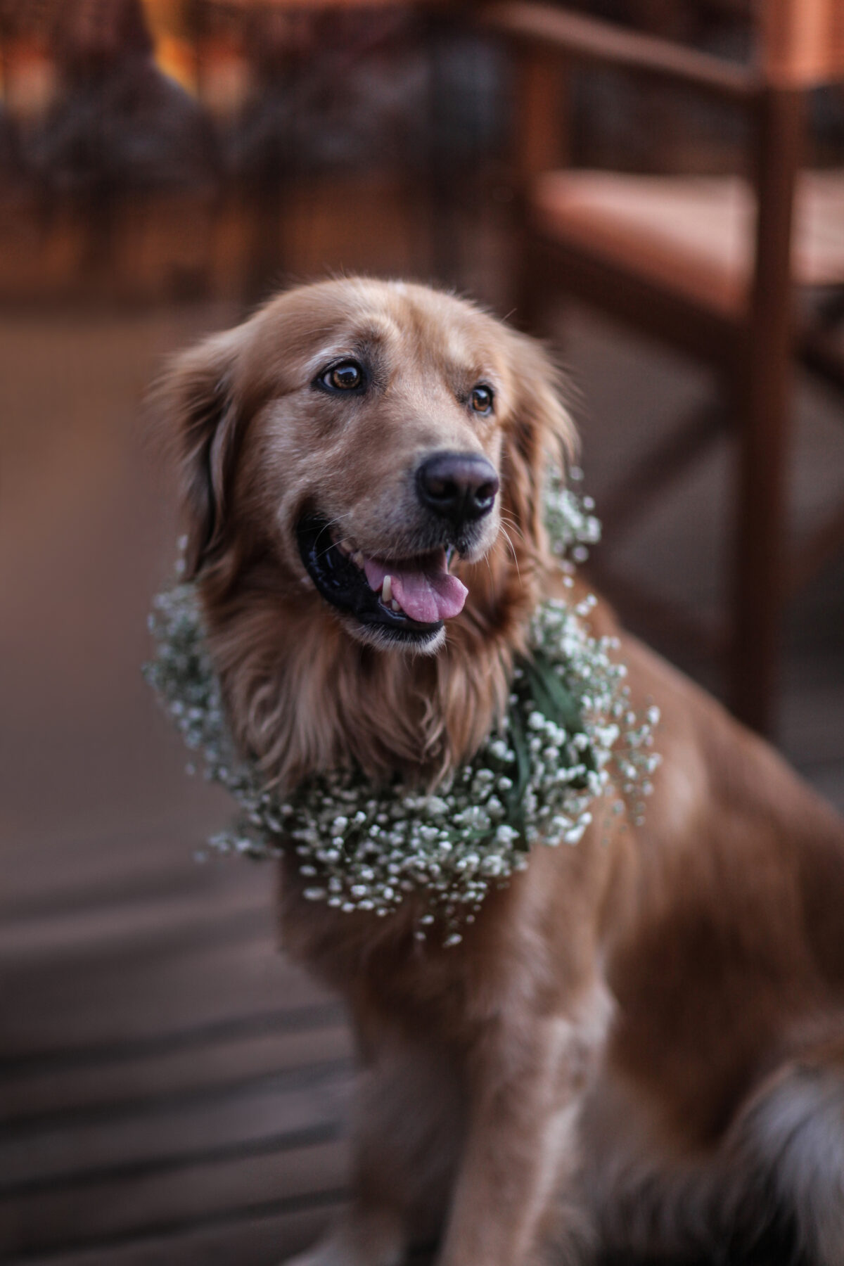 Dogs at Weddings
